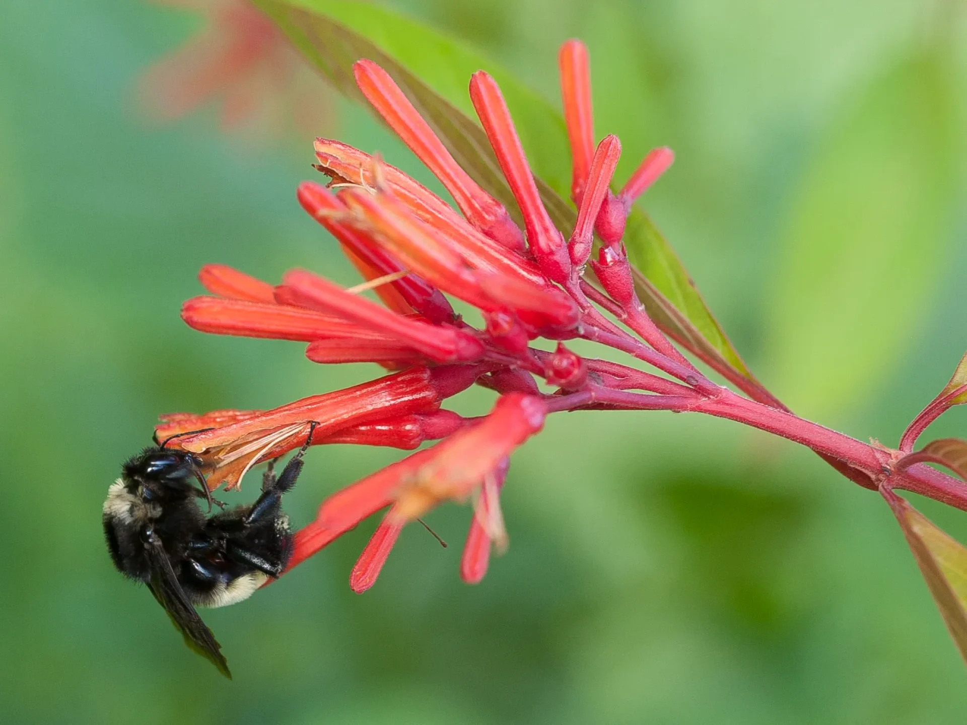 Bumblebee-1-of-1