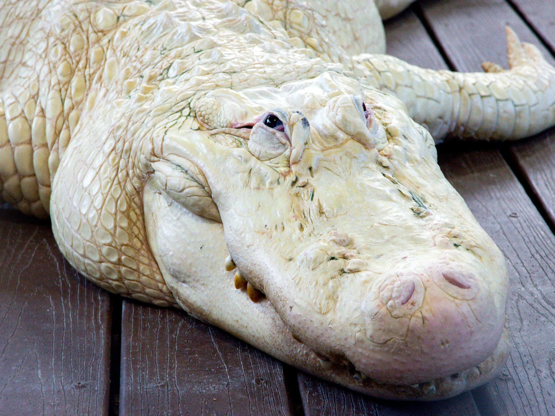 Albionocroc-5-of-5