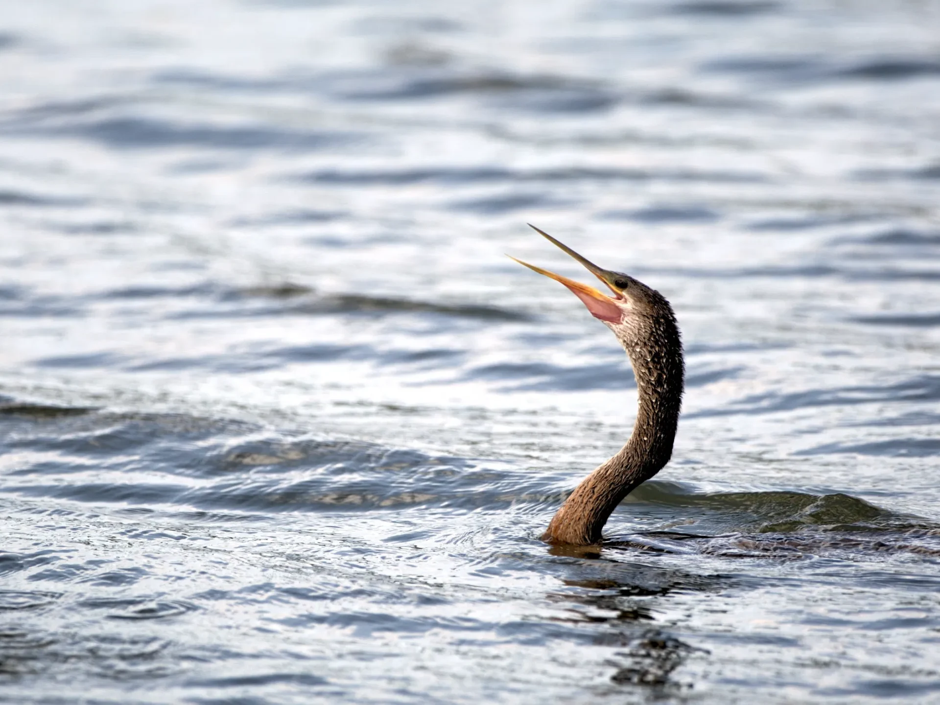 Anhinga-5-of-5