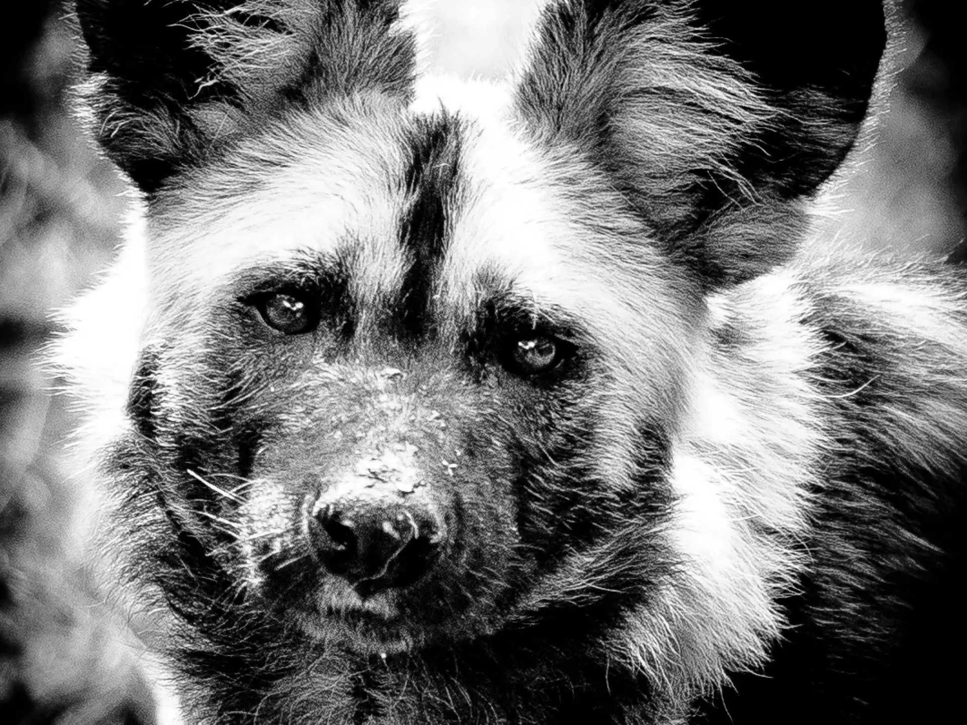 Africanwilddog-1-of-1